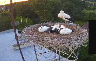 Slika pregleda web-kamere Storks Skołyszyn